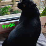 Frodo hat auch wieder Personal gefunden. 