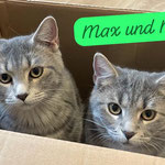 Max und Moritz sind nach Zweibrücken gezogen. 