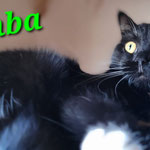 Nala und Simba werden Silvester in Ruhe im neuen Zuhause genießen.