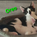 Oreo ist nach Trebur gezogen.