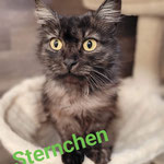 Sternchen ist nach Hochspeyer gezogen.