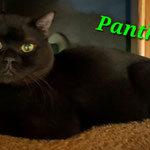 Panther wohnt in Kaiserslautern.