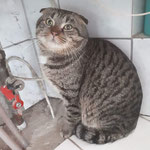 Valentin ist ein Kater aus dem vogelbacher Abbruchhaus. Sein Bluttest ergab FIV positiv ( Katzenaids ) im Grenzbereich. Er wurde von einer lieben Tierfreundin übernommen . 