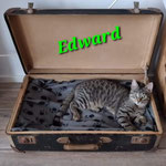 Edward hat sein Köfferchen gepackt und ist ausgezogen.