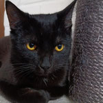 Sammy ist mit Benny im neuen Zuhause in Grünstadt angekommen.