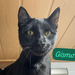 Gismo hat sein neues Leben in Stelzenberg gefunden.