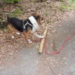 Am zweittollsten ist Holz,