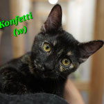 Konfetti wohnt in Rüsselsheim.