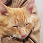 Butler ist ein wahrer Seelenkater, warum er abgegeben wurde kann man nicht verstehen. Nun lebt er glücklich in einem wundervollen Zuhause in Bad Dürkheim.