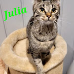 Julia ist vermittelt.