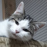 Maxi ist eine der überlebenden "Rotznasen"  letzten Jahres. Er durfte in ein absolut behütetes Zuhause in Kindenheim ziehen.