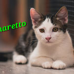 Amaretto ist daheim.