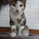 Benny ist mit Sammy im neuen Zuhause in Grünstadt angekommen.