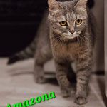 Amazona ist zuhause.