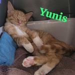 Yunis lebt in Kaiserslautern.