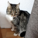 Jana ist in das schöne Neuhöfertal gezogen und darf nach entsprechender Eingewöhnungszeit wie gewohnt die Umgebung erkunden.  Hoffentlich wird es diesmal für immer sein. 