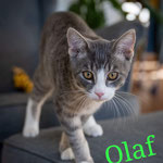 Olaf hat ein Zuhause bei Frankfurt gefunden.