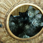 Diese fünf Geschwister, Akito, Angelo, Amiko, Amadeus und Arielle haben ihr Zuhause in Hochspeyer, Kaiserslautern und Oberweiler-Tiefenbach gefunden. 