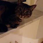 Rocky ist gut unter