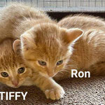 Ron und Tiffy sind vermittelt.