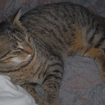 Kater Freitag kam am Freitag den 12.2. und ging am 14.2. in sein neues Zuhause. Es war Liebe auf den ersten Blick. So schön und unkompliziert können Vermittlungen auch sein . Er hört jetzt auf den Namen Peterle. 