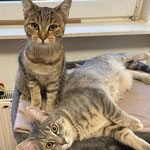 Jess und Kitty wohnen nun in Schopp.