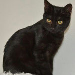 Oskar ist nach Trippstadt gezogen. Er teilt sich ein behütetes Heim mit Kater Mikesch.  Oskar ist das 4vierte von fünf Katzenbabys.