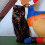 Coco ist in die schöne Vorderpfalz gezogen. 