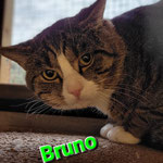 FIV-Kater Bruno hat seine neue Heimat in Kaiserslautern gefunden. 