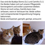 Slomo und Camillo haben eine neue Heimat gefunden.