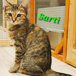 Sarti ist mit Secco nach Rüsselsheim/Königstädten  gezogen.