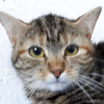 Loona hat ihr Glück in der Vorderpfalz gefunden, hoffentlich diesemal für immer. Alle Gute für die süße Maus. 