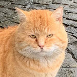 Henry, den wir in Garfield umbenannt haben, lebt jetzt auch in Ludwigshafen.