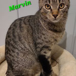 Alia und Marvin sind zusammen nach Haßloch gezogen. Sie  bleiben Hauskatzen.