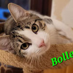 Bolle ist zu Betty gezogen.