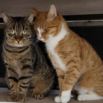 Aslan und Charly haben ihr neues Zuhause in Kaiserslautern gefunden. 