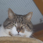 Dirty Harry ist nach Otterbach gezogen. Er teilt sich sein Zuhause mit seinem Artgenossen Henry .  Wir wünschen der Kater-WG alles erdenklich Gute. 