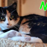 Nala ist nach Hofheim gezogen. 