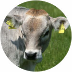 Aufzucht
