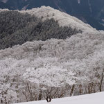 霧氷ロード　2022年3月　綿向山山頂　加藤宏汰（写真部）