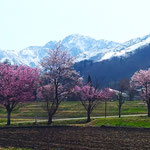 白馬山麓春麗　2022年4月　長野県白馬村岩岳　中安正議（府大スキー部OB、御坂山岳会）