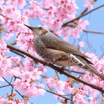 春の訪れを告げる鳥　2022年3月　富山城址公園　冨高遼太（森林科学科3回）