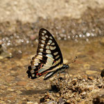 林道沿いの河原へ吸水に来ている蝶がいたが、集団吸水は見られなかった。ミカドアゲハ於茂登林道2009.05.09