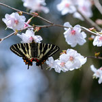 サクラで吸密するギフチョウ♂、富山市2012.05.15（かなり枚数は撮影したんですが、こんな感じの写真を選びました）