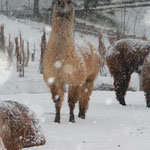 Lamas im Schnee