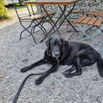 Jack (Kira x Max) fast 14 Jahre alt