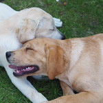 Holly und Frodo