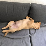 Bruno, feste müde
