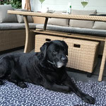 Alf, jetzt 12,5 Jahre alt
