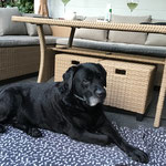 Alf, jetzt 12,5 Jahre alt